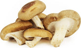 Großpackung (kg) - frische Shiitake-Pilze BIO (polnisch) (ca. 2 kg)